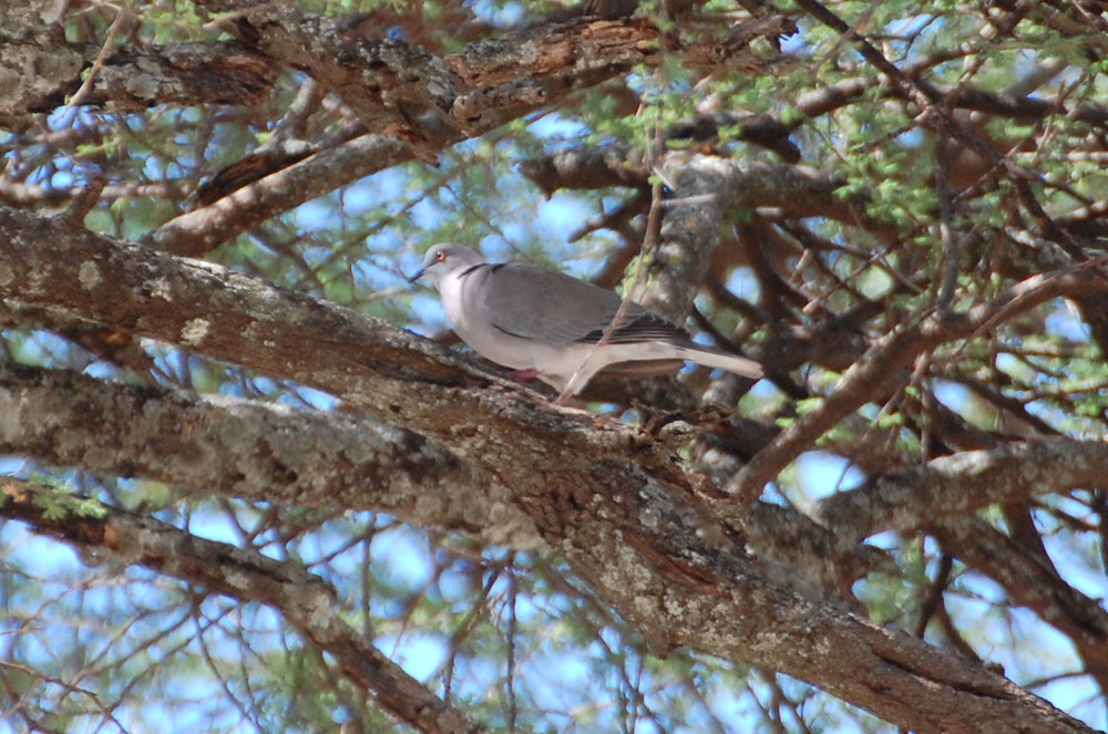 Tanzania - Tortora: Streptopelia decipiens